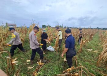 Proses panen jagung hibrida yang dilakukan Polsek MHS bersama warga. Foto: Humas Polres.