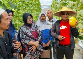 Bupati Sujiwo saat memanen melon di lahan Koperasi Desa Merah Putih Sungai Raya Dalam, Kecamatan Sungai Raya, Minggu (15/3/2026).