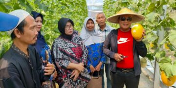 Bupati Sujiwo saat memanen melon di lahan Koperasi Desa Merah Putih Sungai Raya Dalam, Kecamatan Sungai Raya, Minggu (15/3/2026).