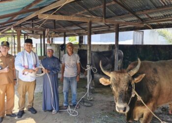 Bupati Ketapang menyerahkan secara langsung, dua ekor sapi kurban dari Presiden ke pengurus Masjid Sirajul Mukminin, Desa Pesaguan Kanan pada Senin, 25 Mei 2026.