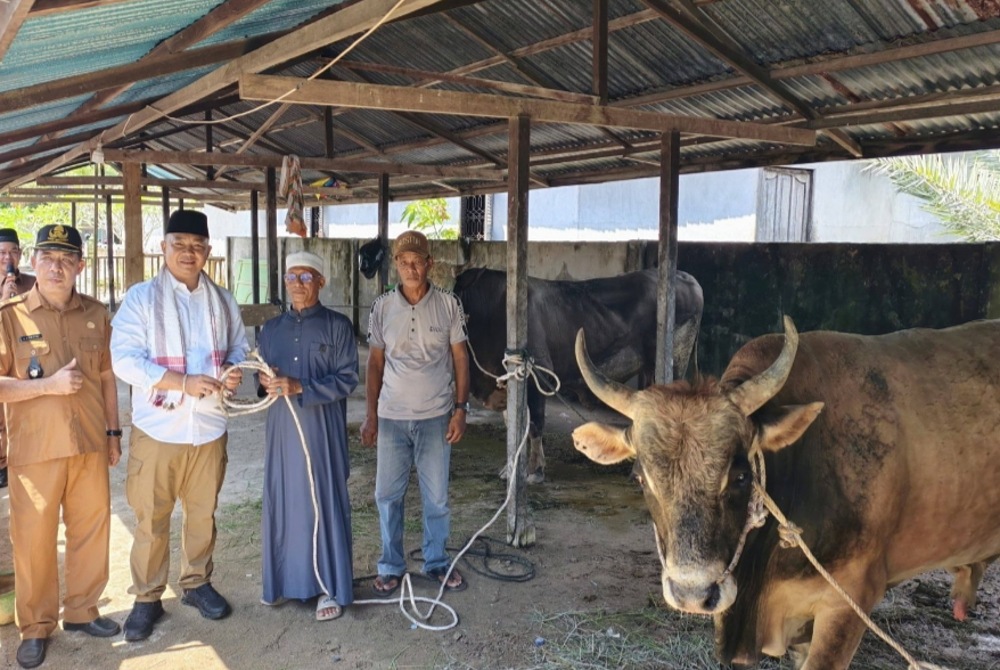 Bupati Ketapang menyerahkan secara langsung, dua ekor sapi kurban dari Presiden ke pengurus Masjid Sirajul Mukminin, Desa Pesaguan Kanan pada Senin, 25 Mei 2026.