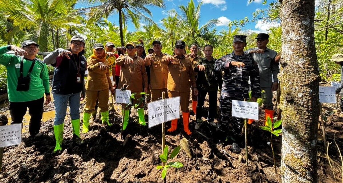 Bupati Kubu Raya, Sujiwo, menanam mangrove di Batu Ampar, Selasa, 19 Mei 2026. Penanaman ini merupakan upaya melestarikan lingkungan. Foto Syamsul Arifin/Jurnalis.co.id