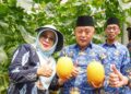Bupati Sanusi memanen melon unggulan di Dana Mulya Farm. Buah berkualitas tinggi ini mampu menembus pasar Hongkong dan Singapura. Foto Probohati Nur Hamzah