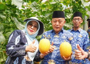 Bupati Sanusi memanen melon unggulan di Dana Mulya Farm. Buah berkualitas tinggi ini mampu menembus pasar Hongkong dan Singapura. Foto Probohati Nur Hamzah