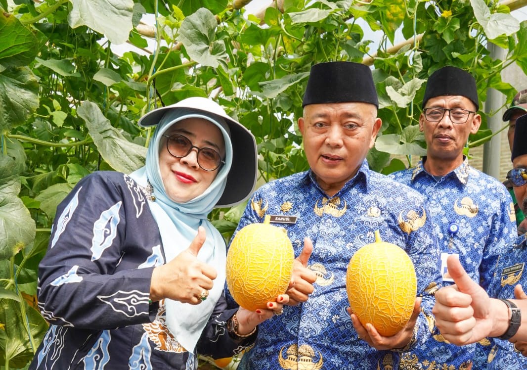 Bupati Sanusi memanen melon unggulan di Dana Mulya Farm. Buah berkualitas tinggi ini mampu menembus pasar Hongkong dan Singapura. Foto Probohati Nur Hamzah