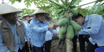 Untuk Penguatan Ekosistem Ekonomi Lokal, MBG BGN Dialog dengan Gapoktan dan Petani Hortikultura di Kabupaten Kubu Raya
