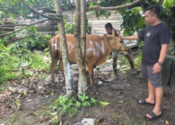 Ketua BM PAN Kayong Utara, mengecek kondisi sapi yang bakal dikurbankan. Foto: Bakri Rahman/Jurnalis.co.id
