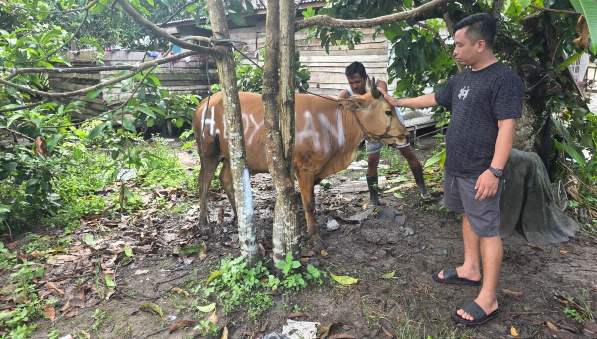 Ketua BM PAN Kayong Utara, mengecek kondisi sapi yang bakal dikurbankan. Foto: Bakri Rahman/Jurnalis.co.id