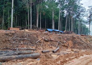 Pohon-pohon di Pulau Penebang ditebang. Foto dikirim oleh pekerja KIPP