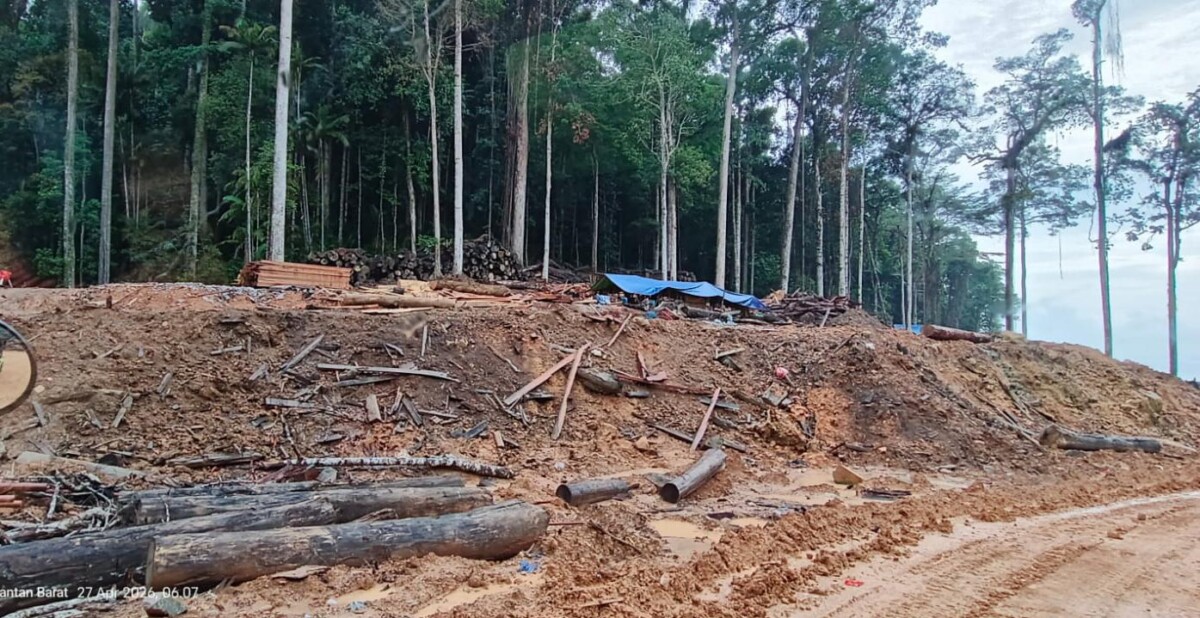 Pohon-pohon di Pulau Penebang ditebang. Foto dikirim oleh pekerja KIPP