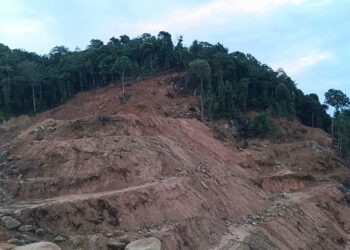 Ribuan pohon di Pulau Penebang ditebang. Penebangan tersebut untuk menjadikan pulau kecil ini menjadi kawasan industri. Foto: Kiriman seseorang yang bekerja di KIPP.