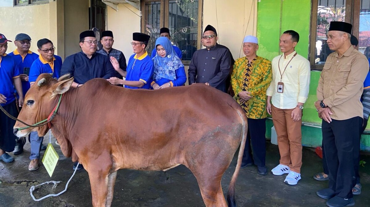 Wakil Bupati Sukiryanto, melihat langsung proses pemotongan hewan kurban dari Kemenag Kubu Raya, Jumat, 29 Mei 2026. Foto Syamsul Arifin