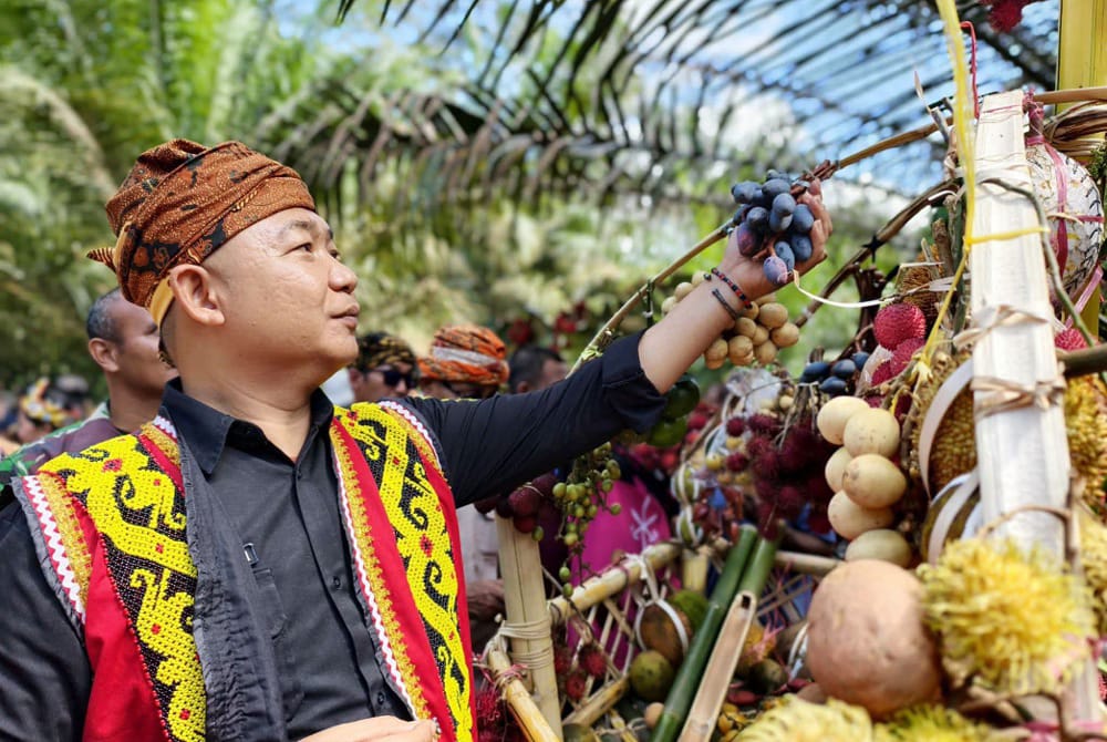 Bupati Ketapang, Alexander Wilyo saat mengikuti prosesi adat Menjangkap Buah. Foto: Prokopim.