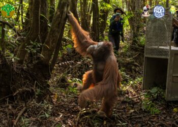 Orang Utan