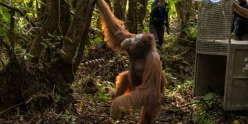Orang Utan